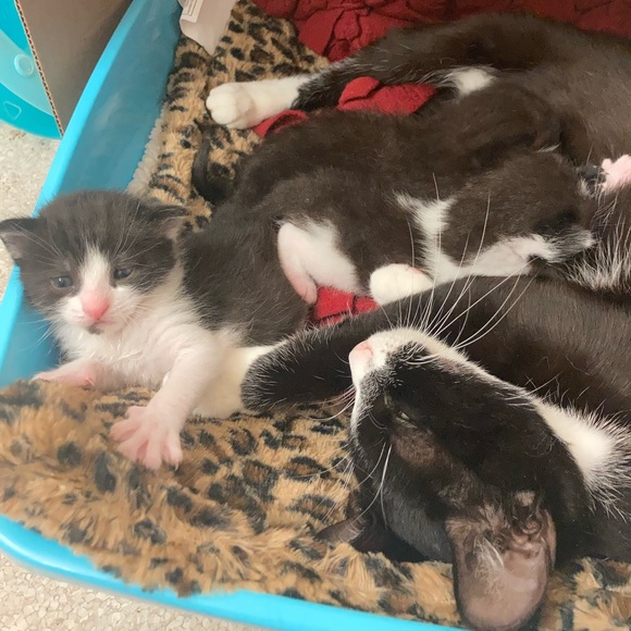 Kittens ๐ป๐ป๐ป - Picture 9 of 16